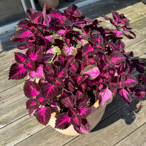 Coleus China Rose