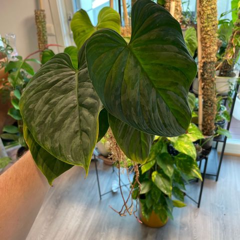 Philodendron majestic