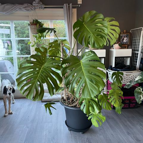 Monstera Deliciosa