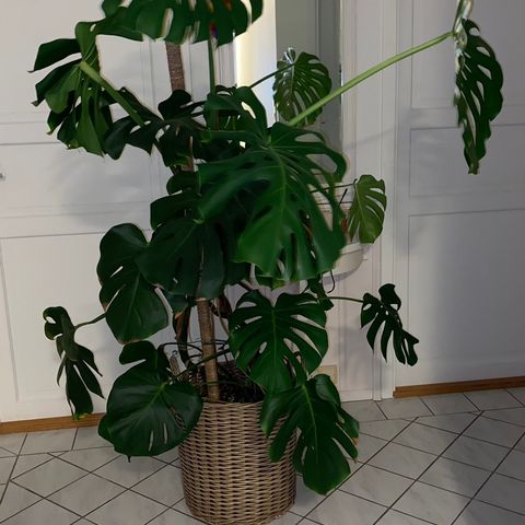 Stor monstera plante