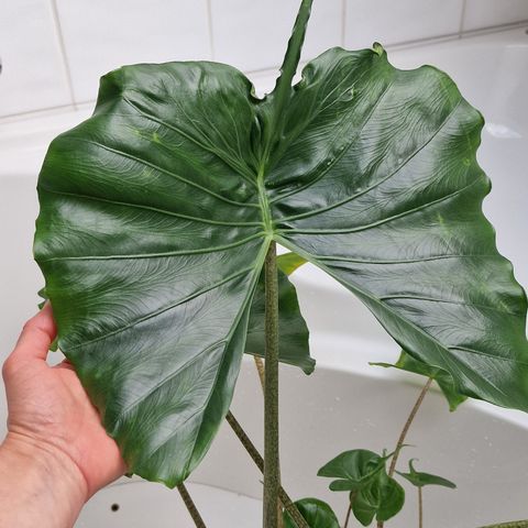 Alocasia macrorrhiza 'Stingray'. Store hjemmeplante