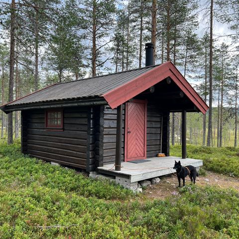 Småviltjakt - koieleie, Elverum Østerdalen