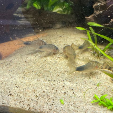 Corydoras Similis RESERVERT