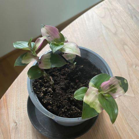 Tradescantia Blushing Bride