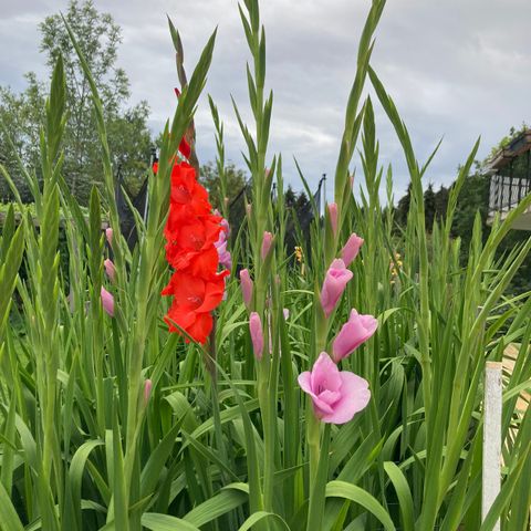 Vakre gladioler til salg: