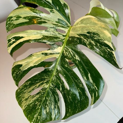 MONSTERA VARIEGATA STIKLINGER OG PLANTER