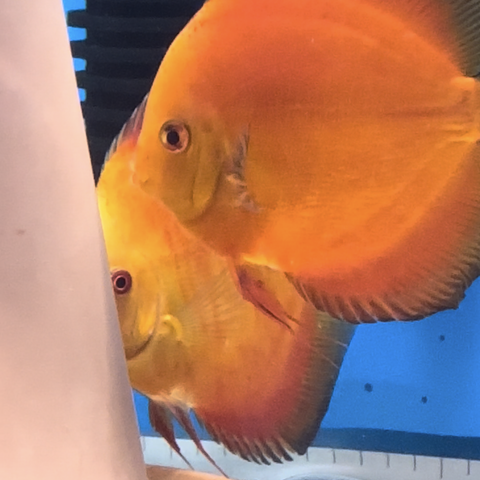 Discus Red melon XL lekspar legge egg