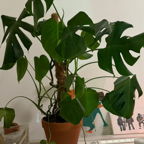 Superfin monstera