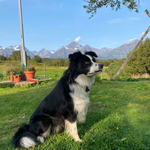 Border collie 2 år