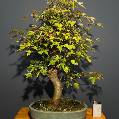 Bonsai Japansk og Kinesisk lønn