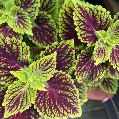 Coleus STOR Praktspragle plante