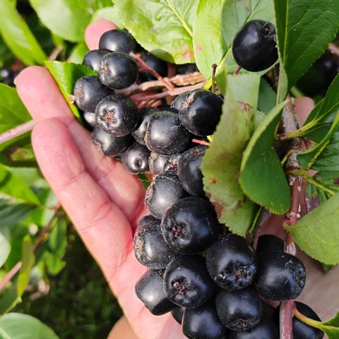 Aronia svartsurbær