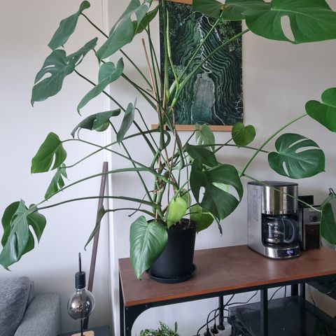 Monstera