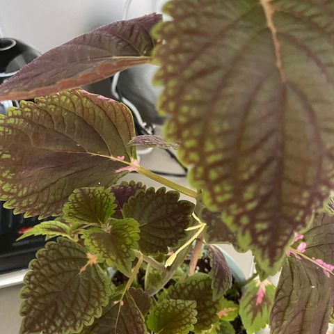 Coleus