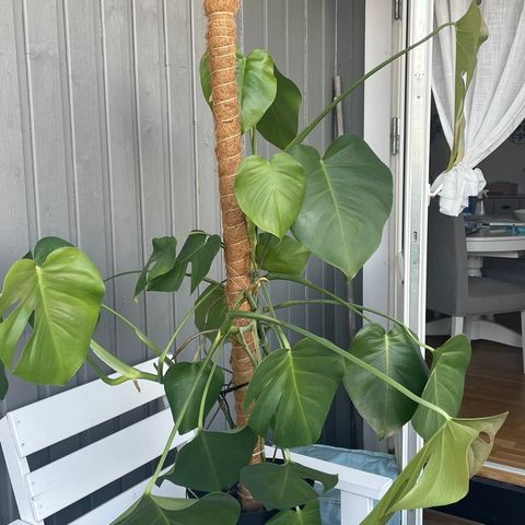 Må hentes! Stor Monstera plante