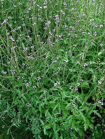 Jernurt/verbena officinalis