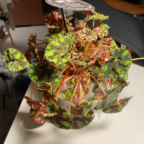 Begonia rex