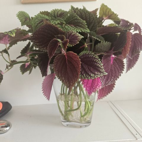 Coleus stikling