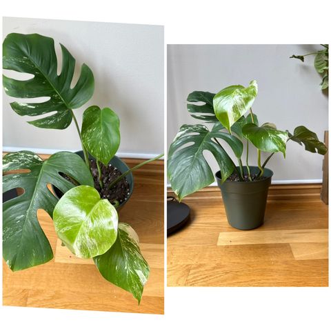 4 stk Monstera variegata selges