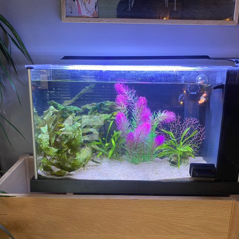 Smalt flott akvarium, Fluval spec, 19L med en søt liten dvergkulefisk.