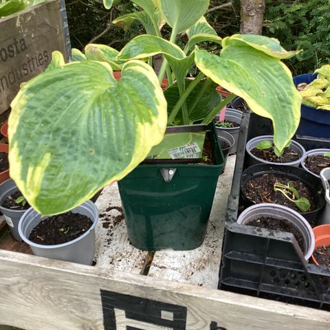 Hosta Frances Williams