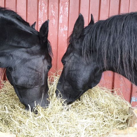 Friesere ønsker seg ryttere/ stallhjelpere 🦄