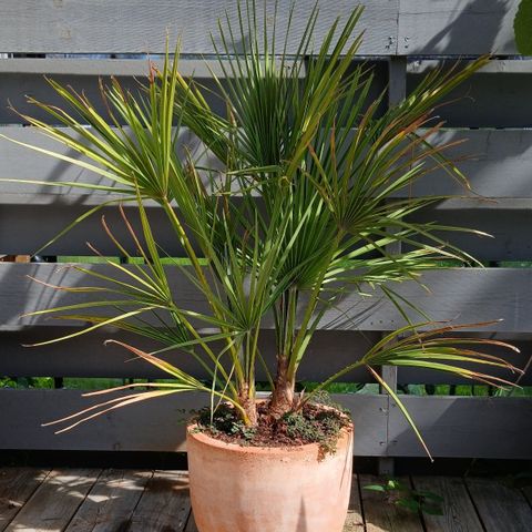 Europeisk Viftepalme (Chamaerops Humilis)