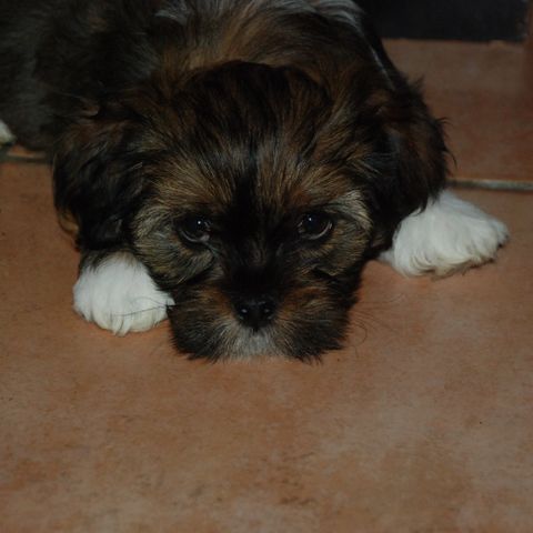 Lhasa Apso Valp leveringsklar