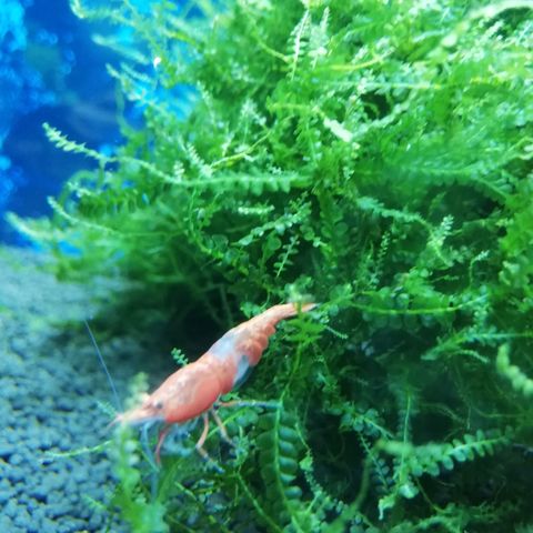 Red Rylli Neocardina