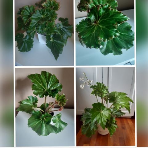 Stor Begonia Manicata. Crispa. Planter.