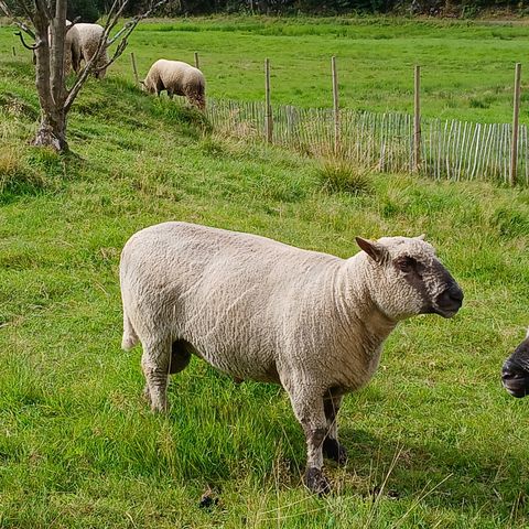 Vær og værlam av rasen Shropshire (juletresauer)