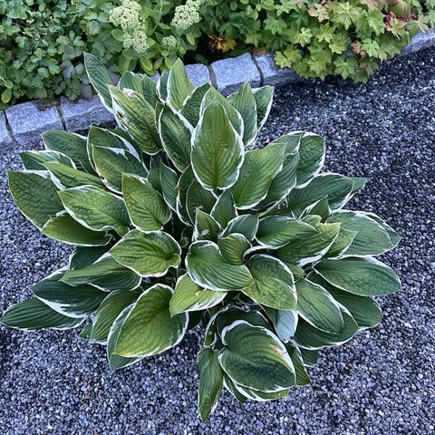 Kraftig staude, hosta Patriot