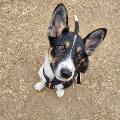 Border collie valp vurderes omplassert