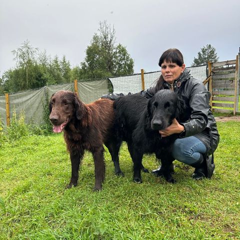 Flat coated retriever valper