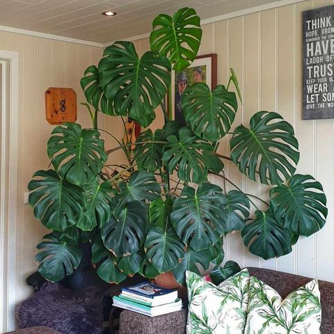 Nydelig Monstera plante til salg