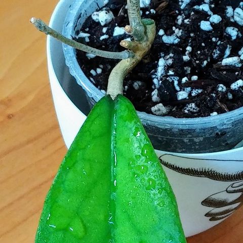 Hoya vitellinoides m. begynnende røtter