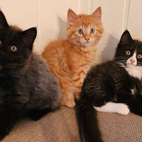 Skogskatt og Maine Coon Mix kattunger.