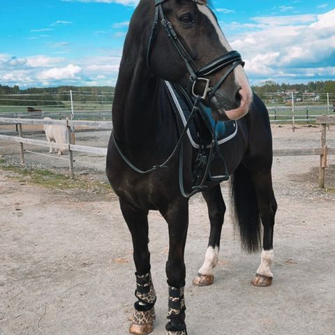 Min fantastiske hest settes ut på helfór