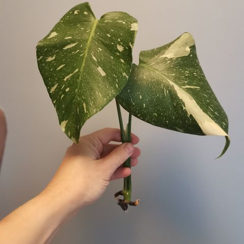 Monstera thai / monstera variegata