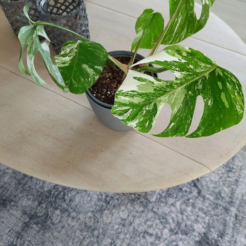 Monstera variegata