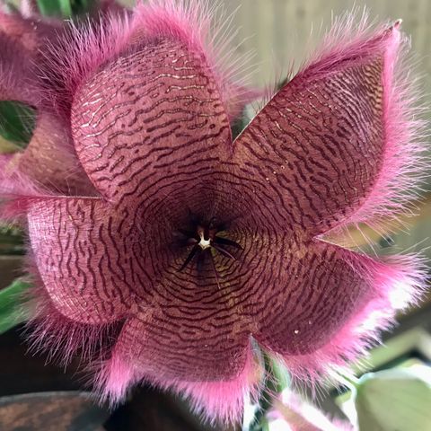 Stapelia grandiflora. Stiklinger.