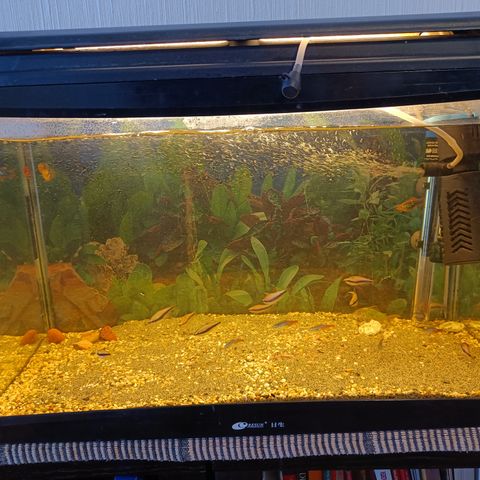 60 l akvarium med fisk og utstyr