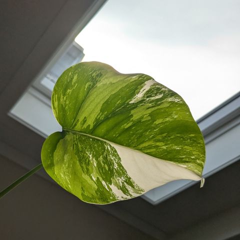 Monstera Variegata Plante