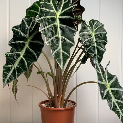 Alocasia Amazonica knoller