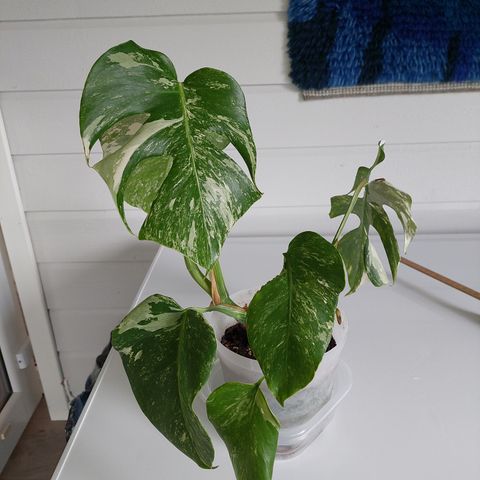 Monstera variegata