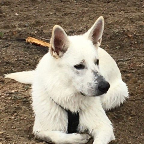 Flott korthåret Hvit Gjeterhund hann på 2 år