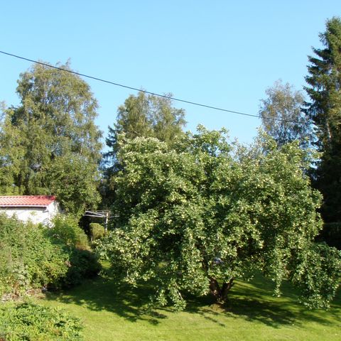 Kostnadsfrie epler