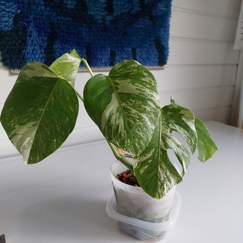 Monstera variegata