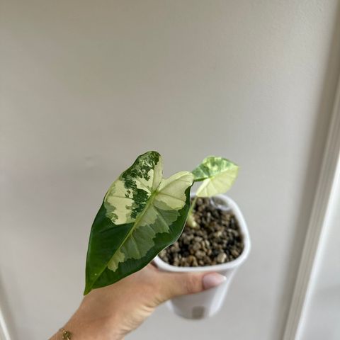 Alocasia frydek variegata