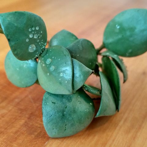 Hoya krohniana "Super Silver" - etablert liten stikling/plante